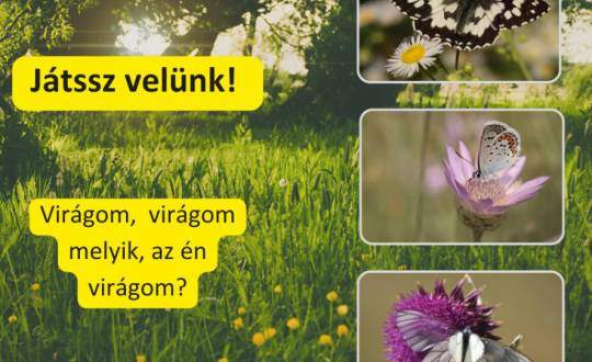 Beporzók és növények - fotópályázat
