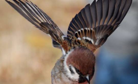 Madárgyűrűzési bemutató